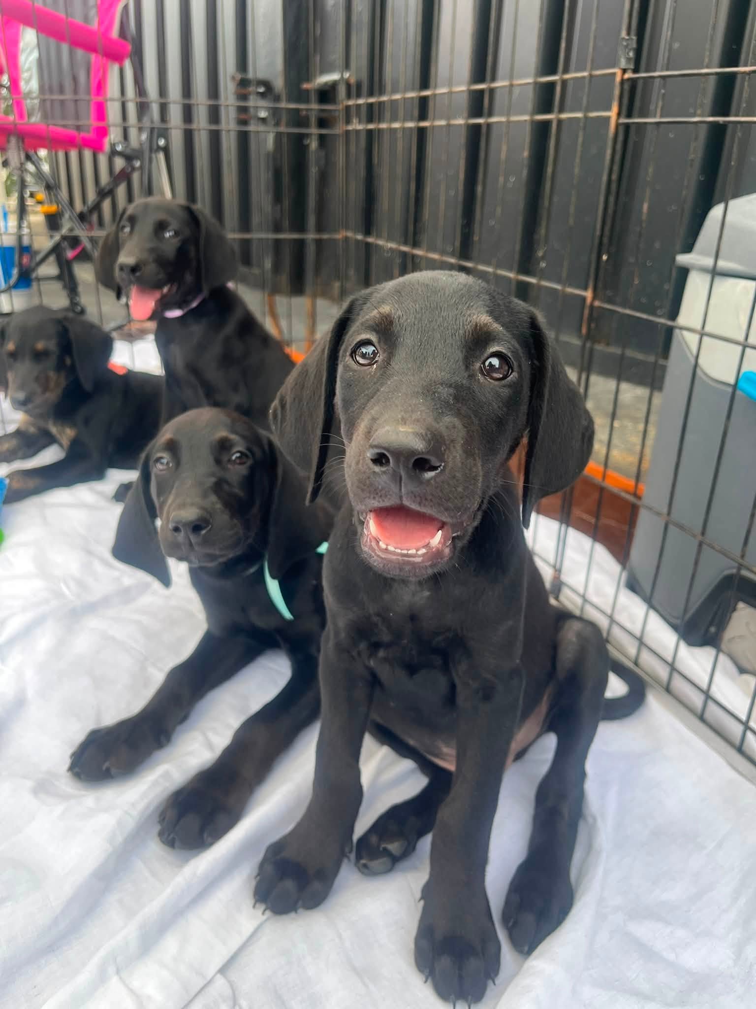 Puppies at Bubba's 33 weenie dog race event