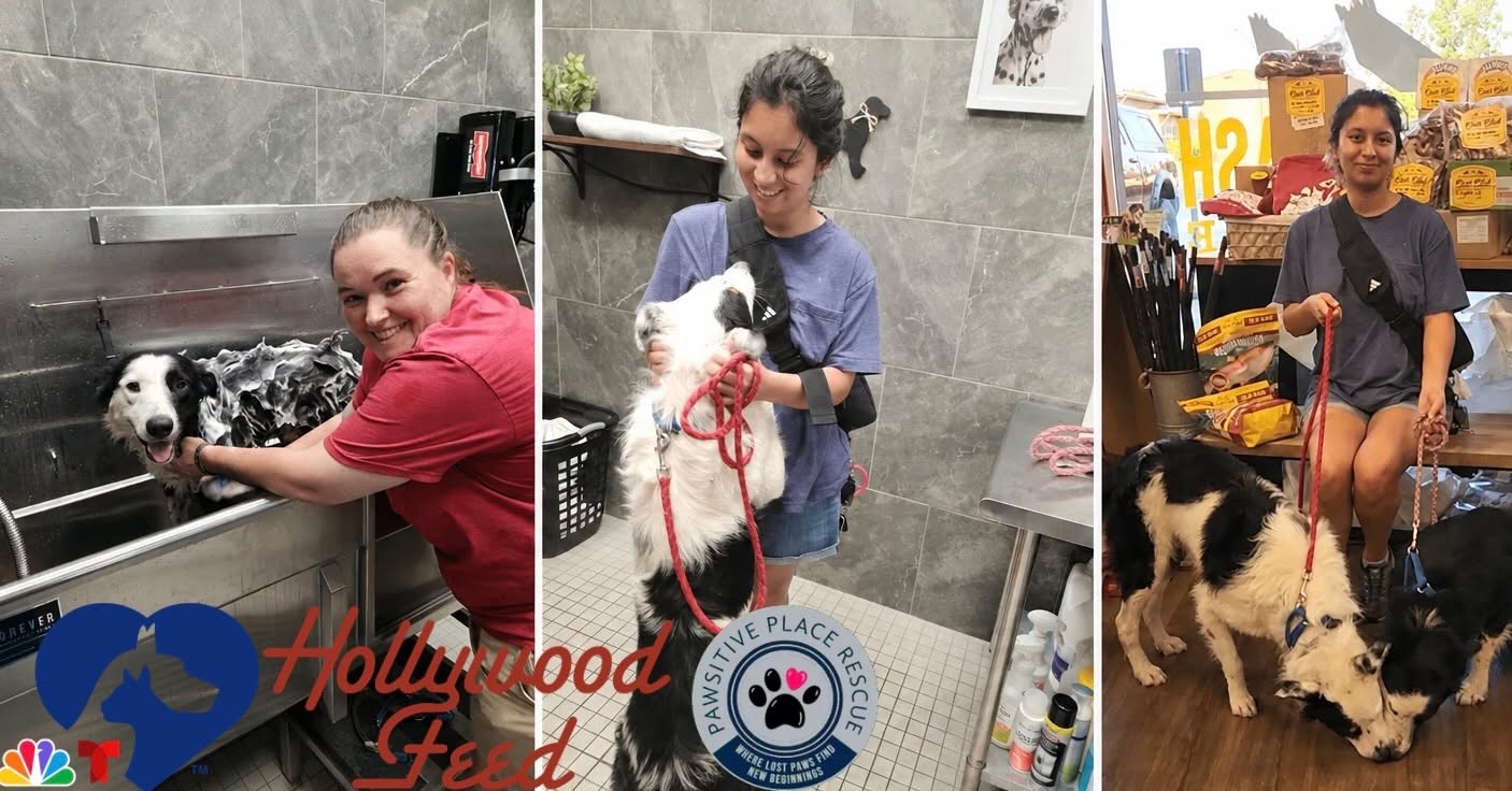 Timmy and Tommy get a Foster Mom