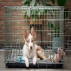 Confinement And Crate Training