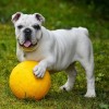 How To Choose The Right Dog For Your Lifestyle