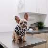 The Importance Of Routine Vet Visits