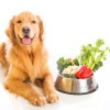 Understanding Dog Nutrition And Choosing The Right Food