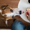 Understanding Dog Nutrition