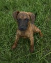 Emmitt