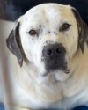Balu
