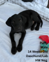 Puffy