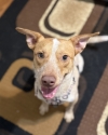 Remington