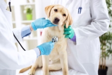 Heartworm Awareness for Pets