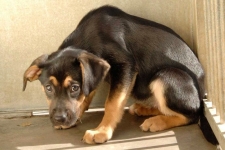 Fearful or Anxious Dog