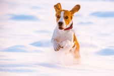 Seasonal Pet Safety