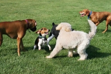 Dog Socialization