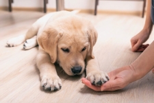 Training Tips For New Dog Owners