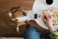 Understanding Dog Nutrition