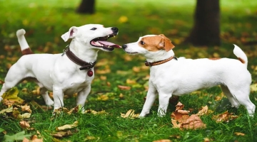 Bringing A Dog Home When You Already Have One