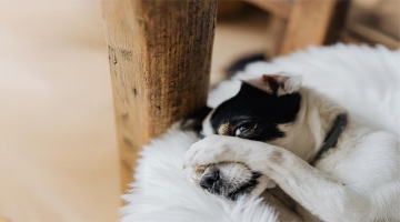 Building Confidence In Shy Dogs