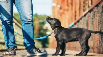 General Dog Care