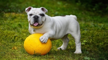 How To Choose The Right Dog For Your Lifestyle