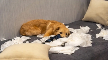 How To Handle Separation Anxiety In Dogs