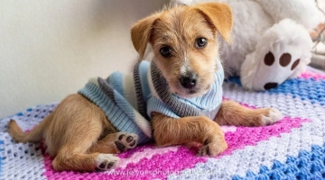 How To Photograph Shelter Pets