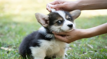 Prepare Your Pets For Warmer Weather