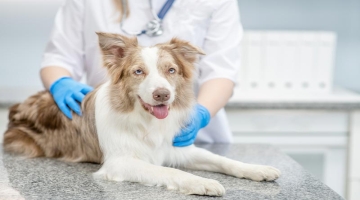 The Importance Of Spaying And Neutering Your Pet