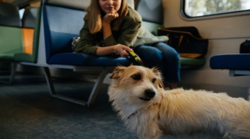 Traveling With Your Dog A Complete Guide
