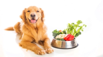 Understanding Dog Nutrition And Choosing The Right Food