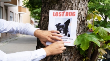 What To Do If Your Dog Gets Lost