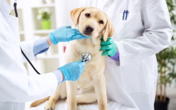 Heartworms What Every Pet Owner Should Know