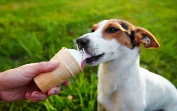 Homemade Frozen Summer Treats For Dogs