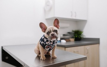 The Importance Of Routine Vet Visits