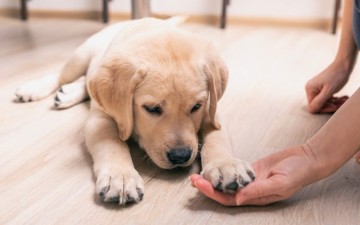 Training Tips For New Dog Owners