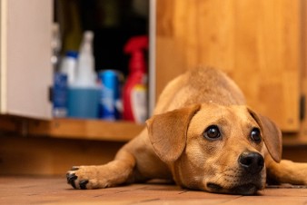 Common Household Hazards For Pets