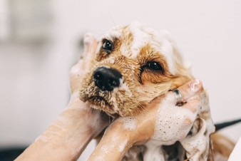 Dog Grooming Tips