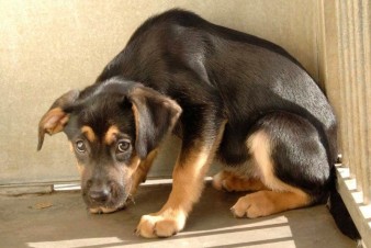 Helping A Fearful Or Anxious Dog Adjust