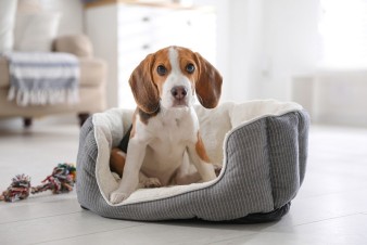 Helping Your Dog Adjust To A New Home
