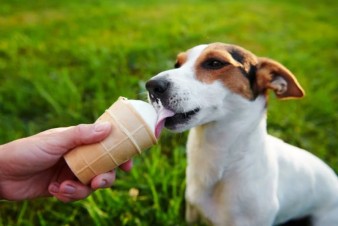 Homemade Frozen Summer Treats For Dogs