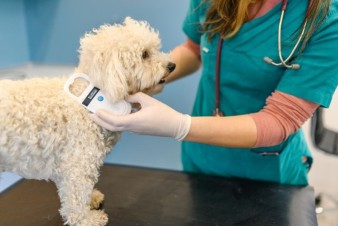 The Importance Of Microchipping