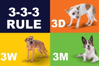Three Three Three Rule