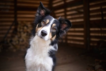 Understanding Dog Body Language