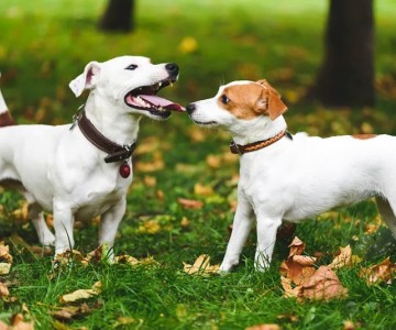 Bringing A Dog Home When You Already Have One