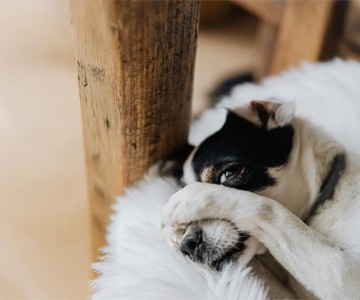 Building Confidence In Shy Dogs
