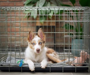 Confinement And Crate Training