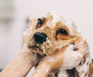 Dog Grooming Tips