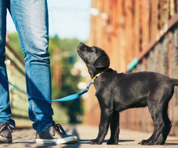 General Dog Care