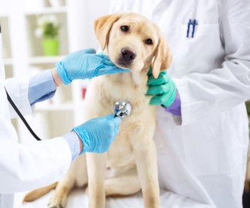 Heartworms What Every Pet Owner Should Know