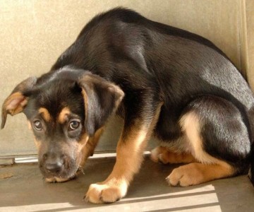 Helping A Fearful Or Anxious Dog Adjust