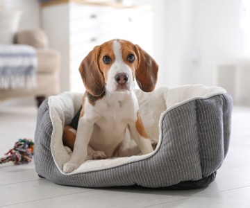 Helping Your Dog Adjust To A New Home