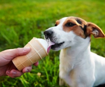 Homemade Frozen Summer Treats For Dogs