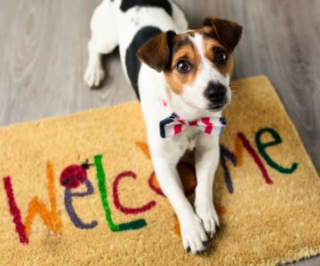 How To Introduce A New Dog To Your Home